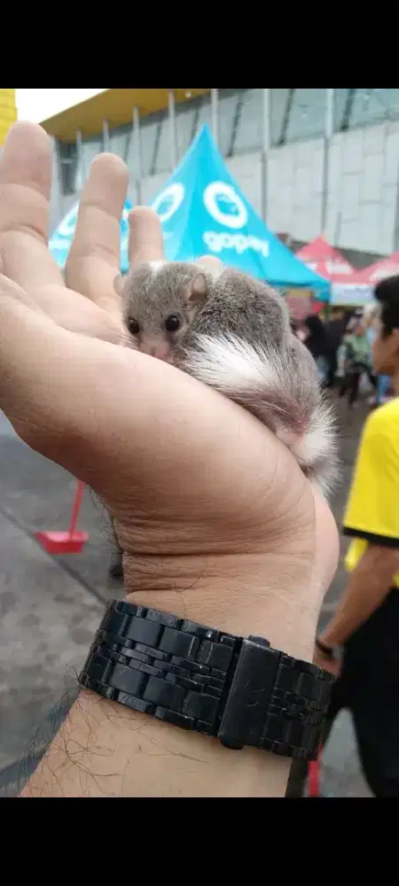 Dormice / hamster / kelinci / sugar glider / tupai / musang