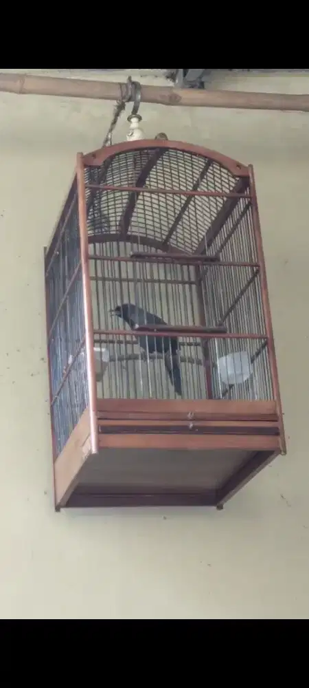 Poksay hongkong pipi hitam gacor