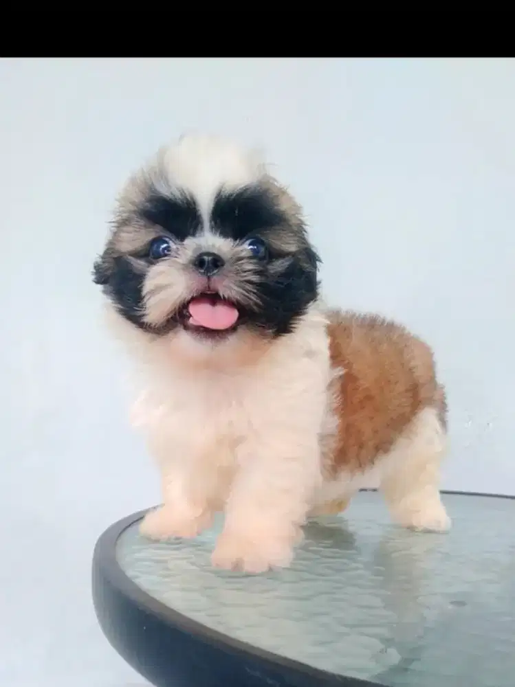 Anjing shih tzu