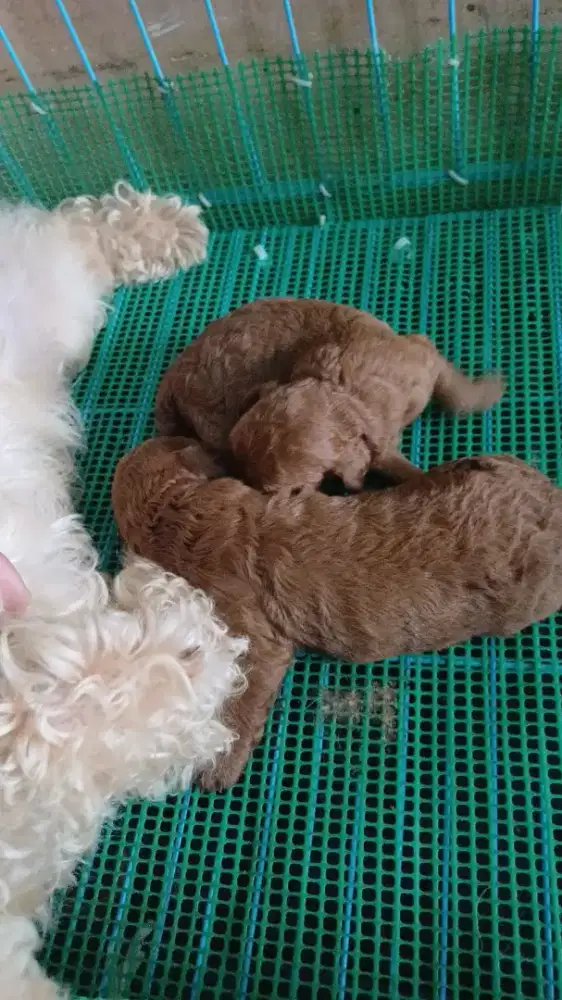 Red Toy Poodle Puppies
