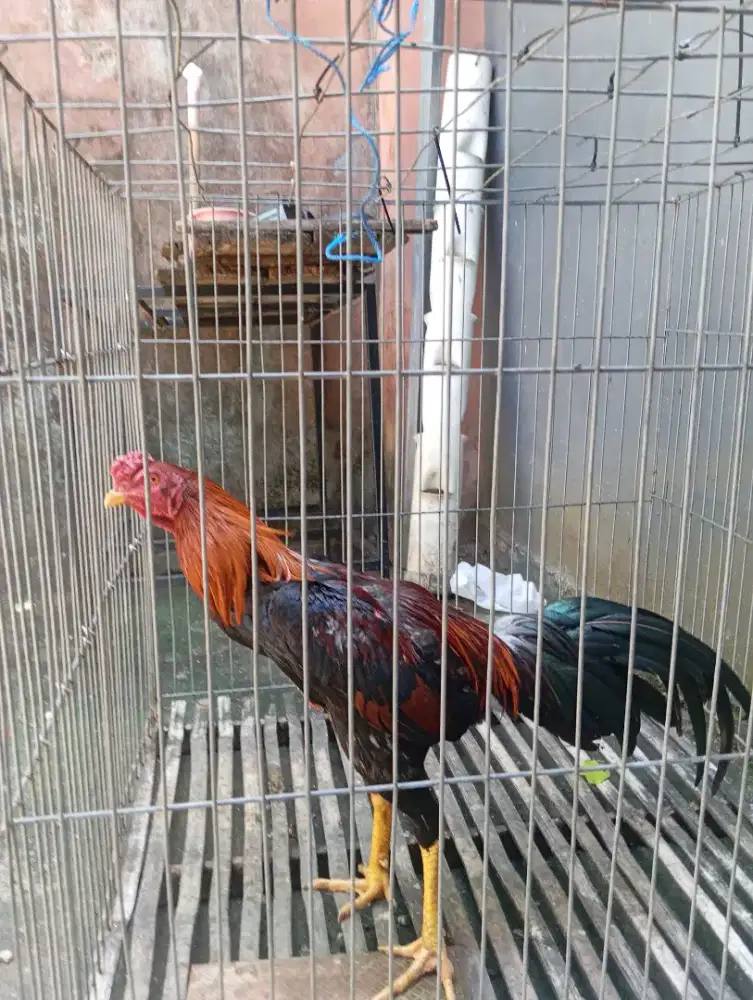 Jual ayam jago silangan