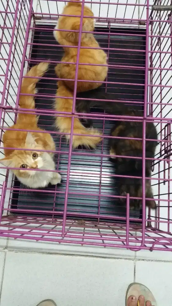 Jual borongan anakan anggora persia