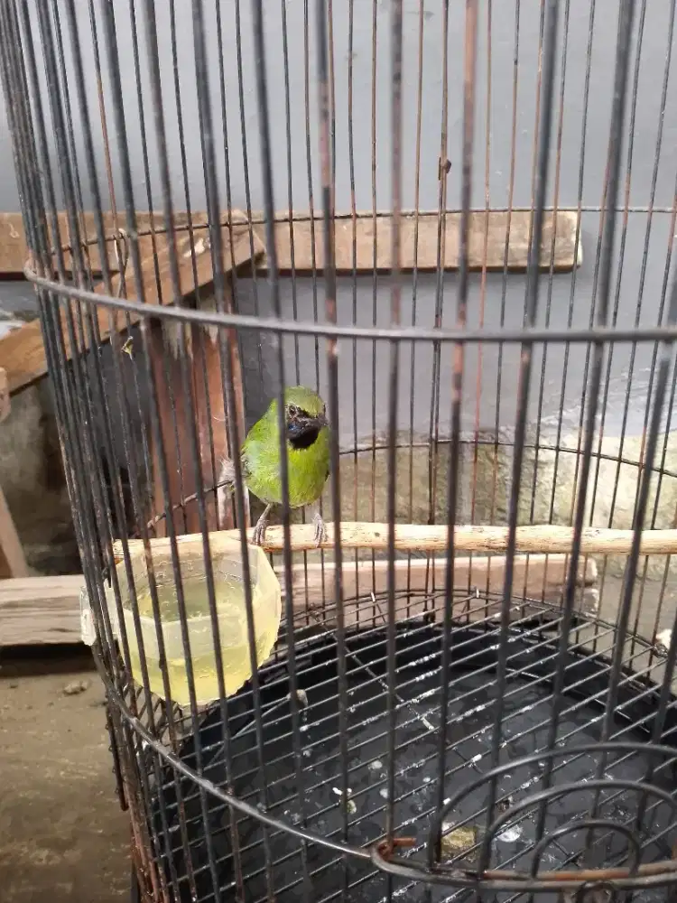 Burung mh fullset rajin bunyi bisa tt