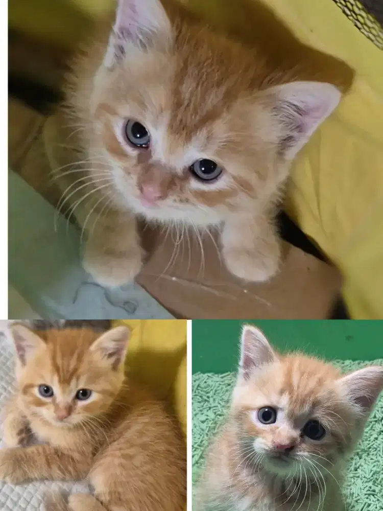 Jual Kitten Bsh mix usia 7minggu