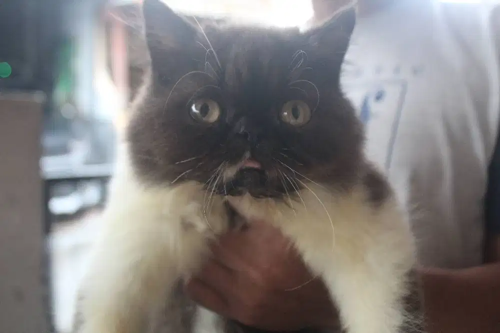 KITTEN PERSIA PEAKNOSE