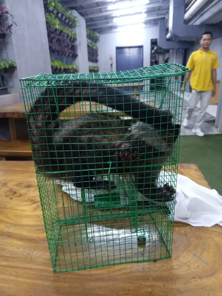 Jual musang liar