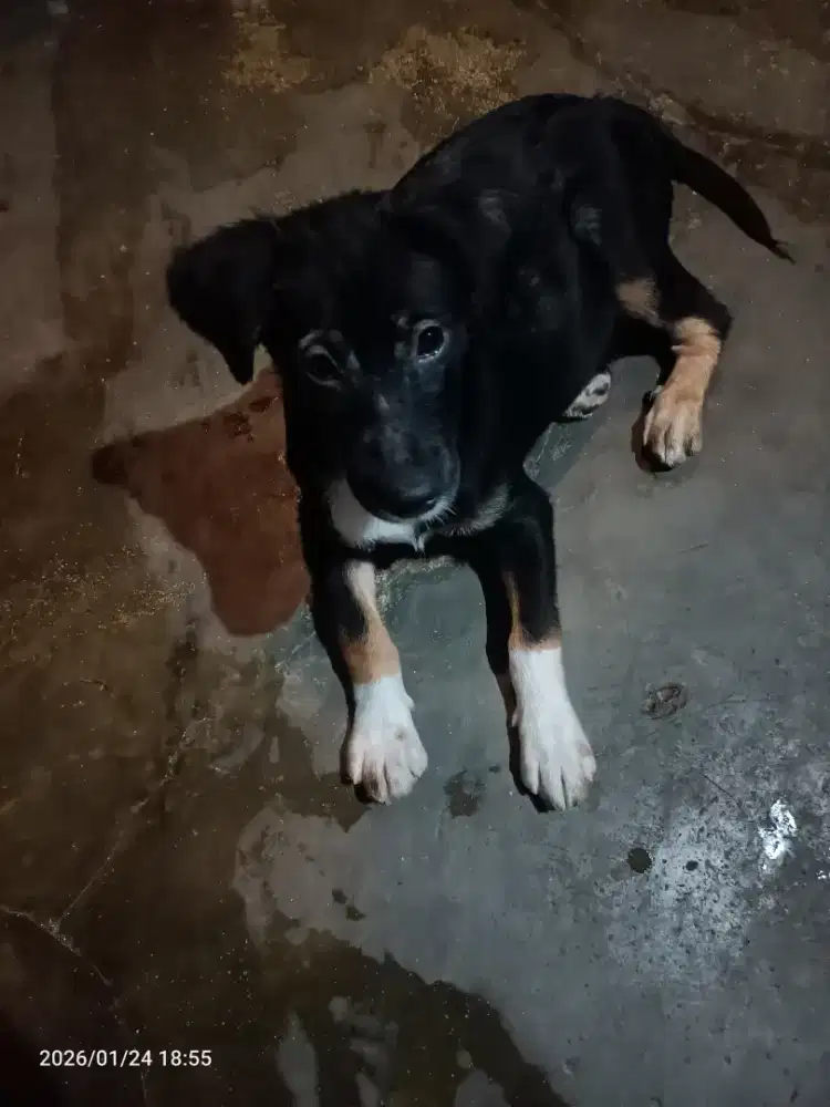 Anjing campuran golden mix dan rotweiler