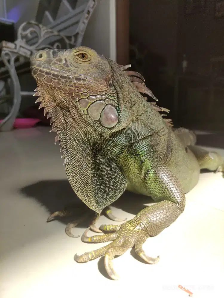 Iguana hijau jinak gak perlu di kandang panjang 115cm