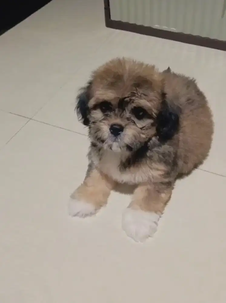 shipo shihtzu x poodle