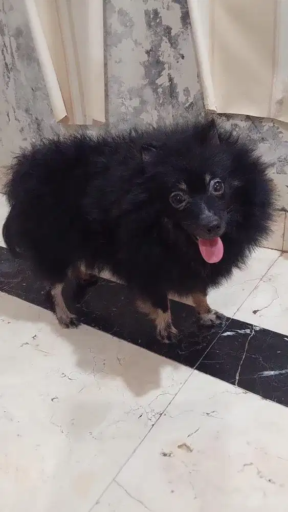 Anjing minipom betina usia 8 bulan