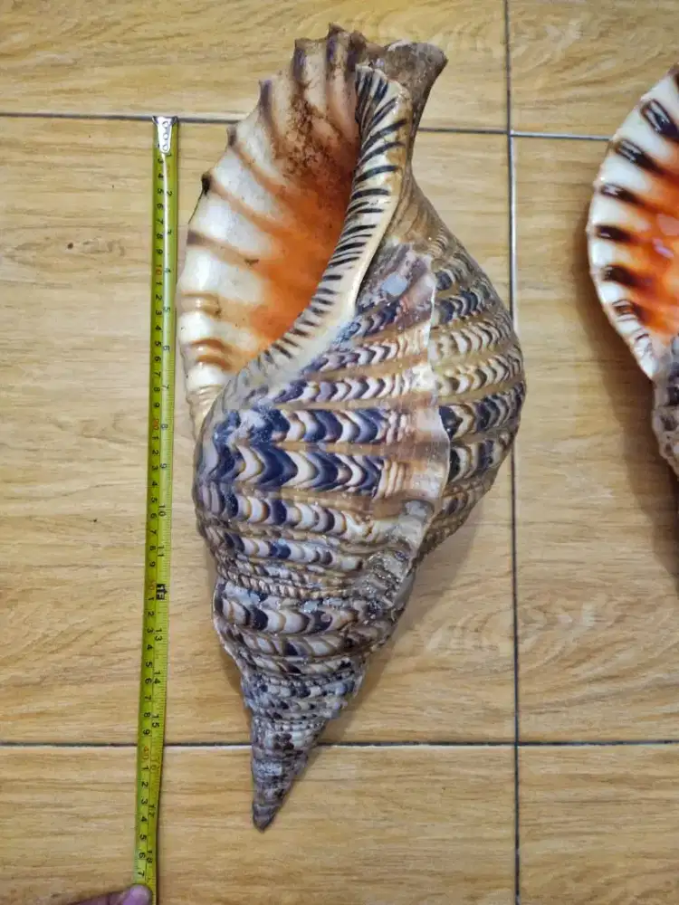 Trithon shel asli laut Indonesia