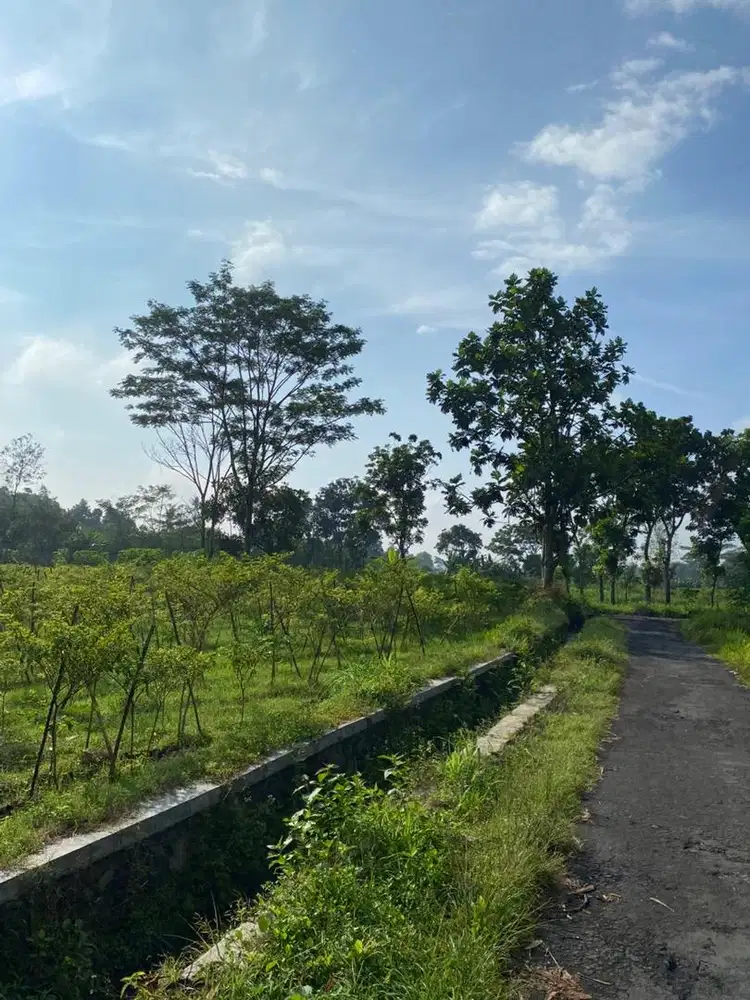 Dijual tanah sawah