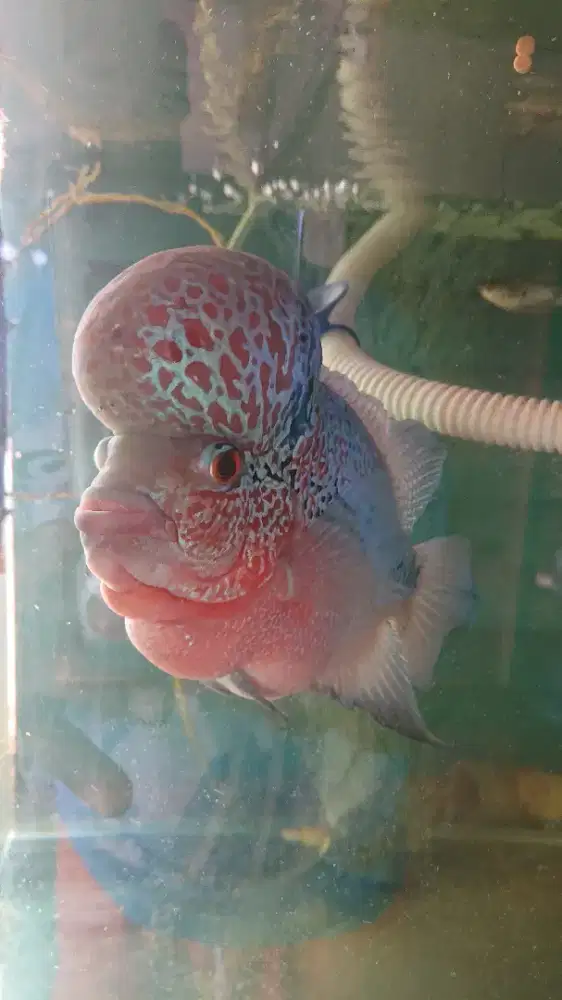 Ikan Louhan  anatomi good