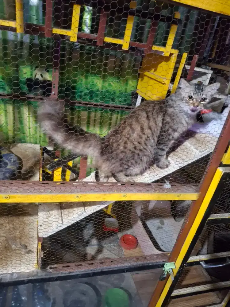 Persia jantan lokasi medan perjuangan