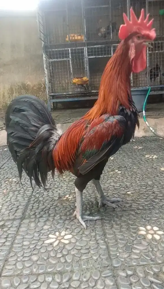 Ayam Pelung Dewasa Jumbo