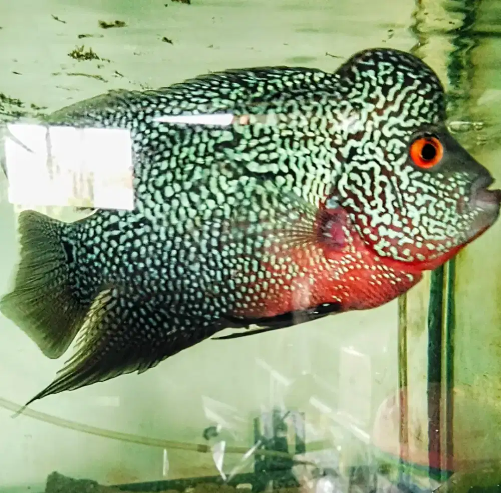 Louhan cencu mutiara