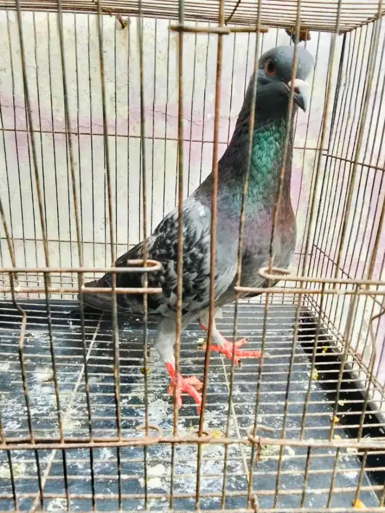 Burung dara bujangan