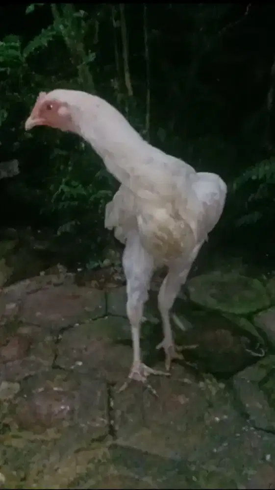 Ayam Pelung Betina Putih