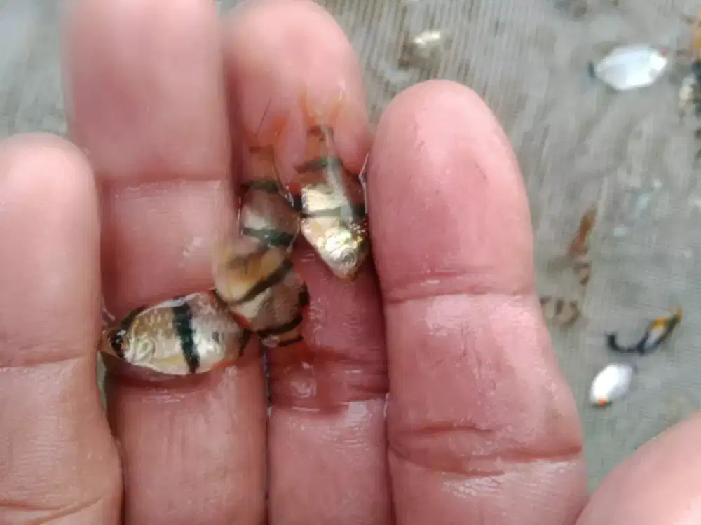 Ikan hias berkualitas