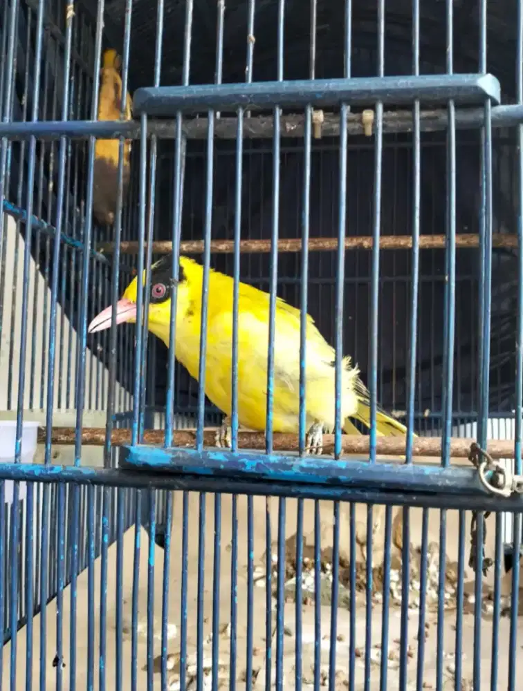 Jual borongan 6 burung.