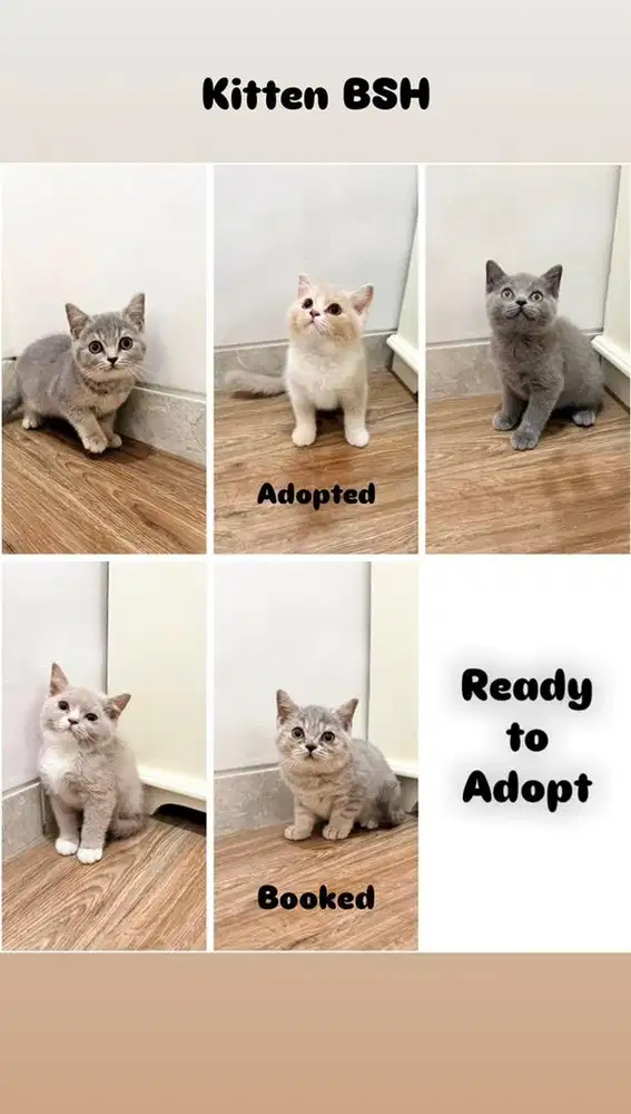 Kitten BSH (British Short Hair)