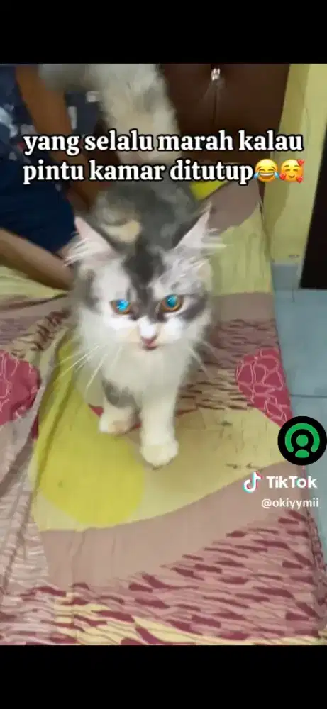 Kucing persia betina