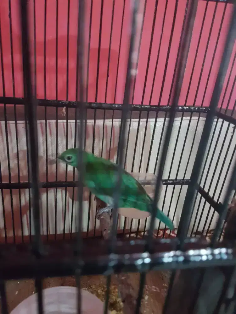 IJM besar big betina rasa jantan