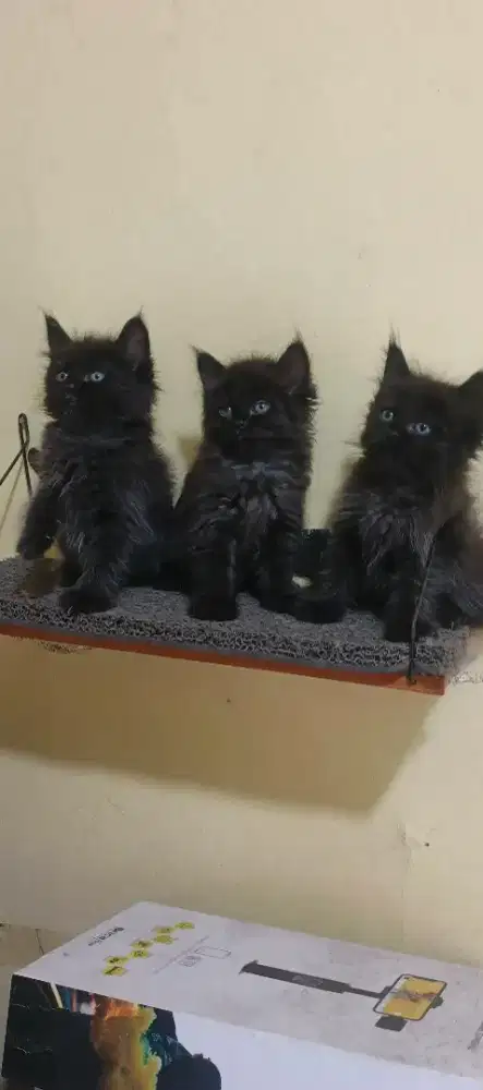 Kucing kitten/anak kucing Persia full black/hitam