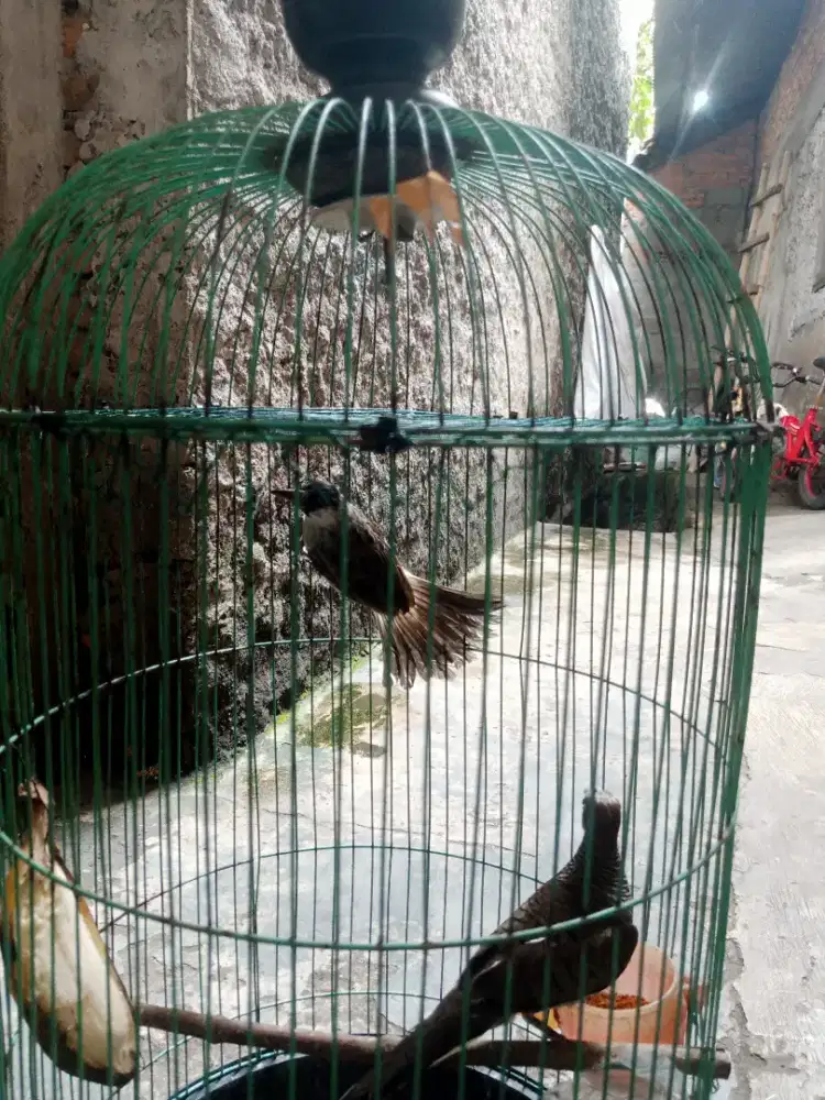 Burung kutilang