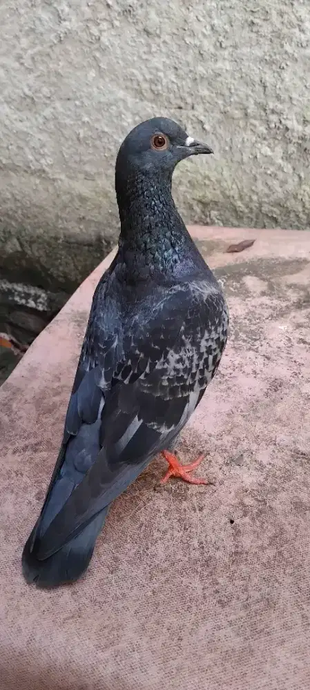 Burung merpati kolongan