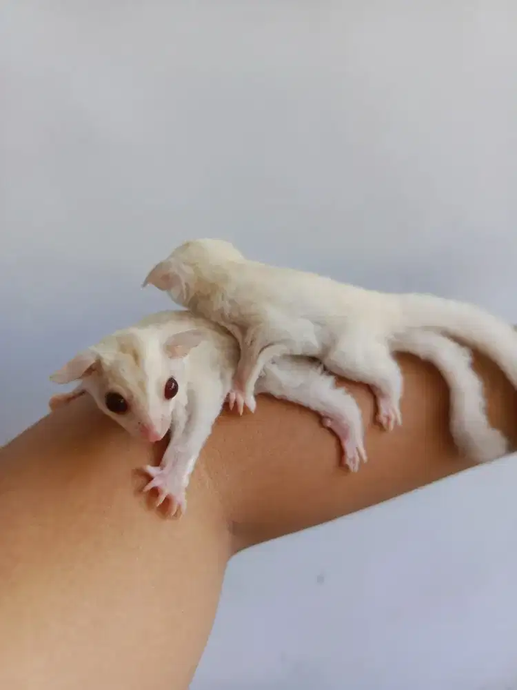 Sugar glider joey creamino betina