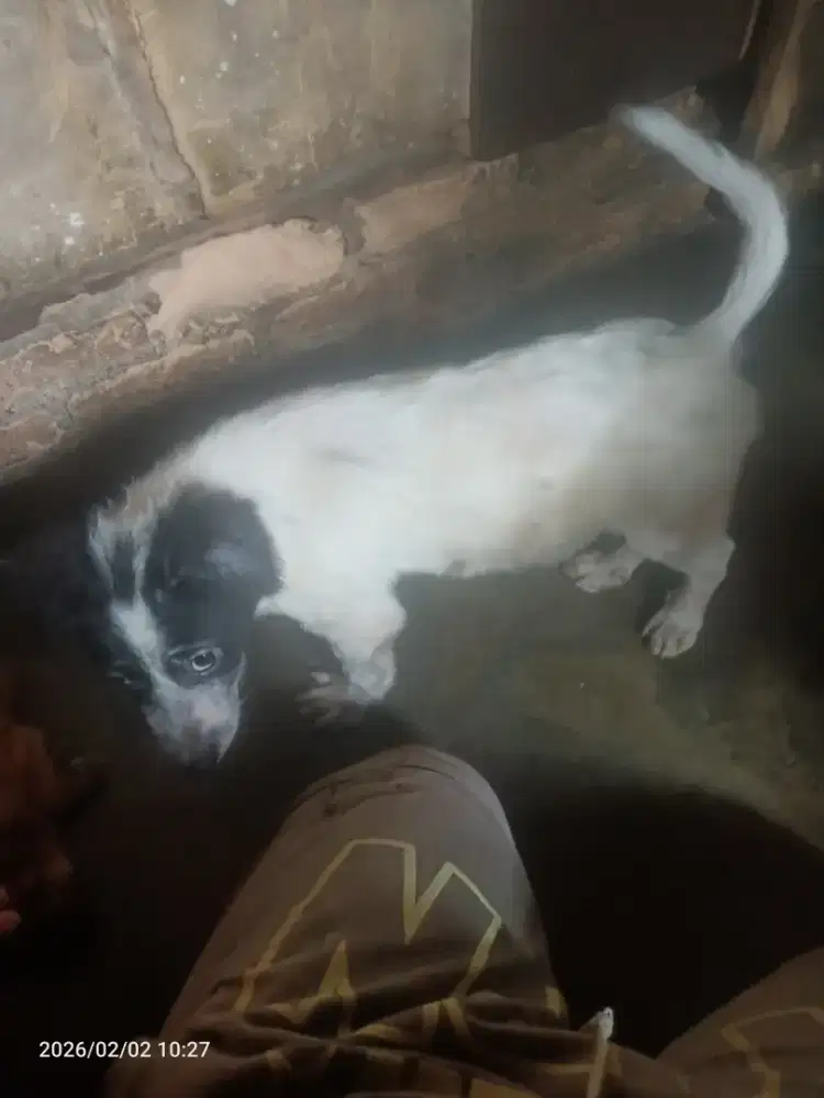 Jual Anjing mix rotweiler dan mix golden