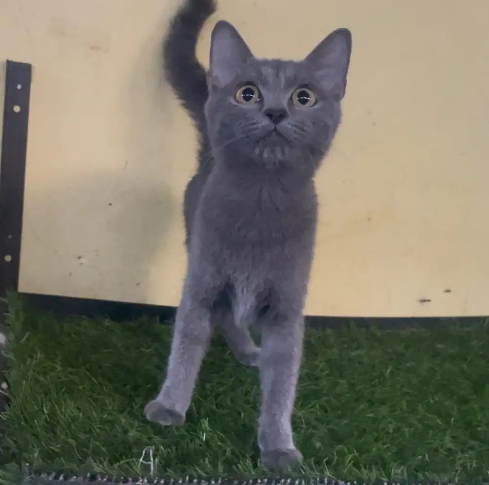 Kucing ras bsh bukan persia , betina 5 bln