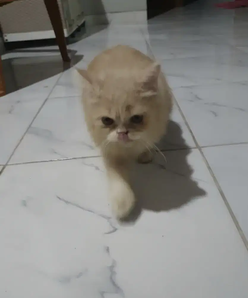 Kucing Flatmedium Betina