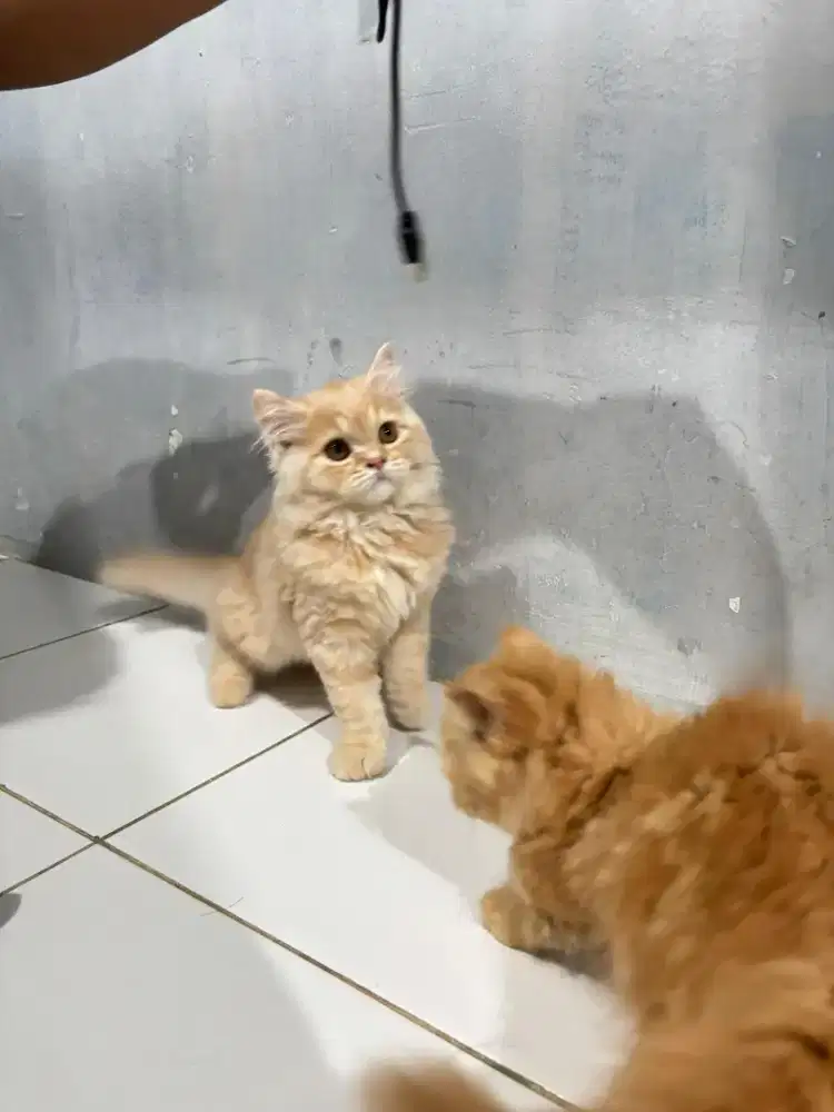 kucing kitten sepasang munchkin