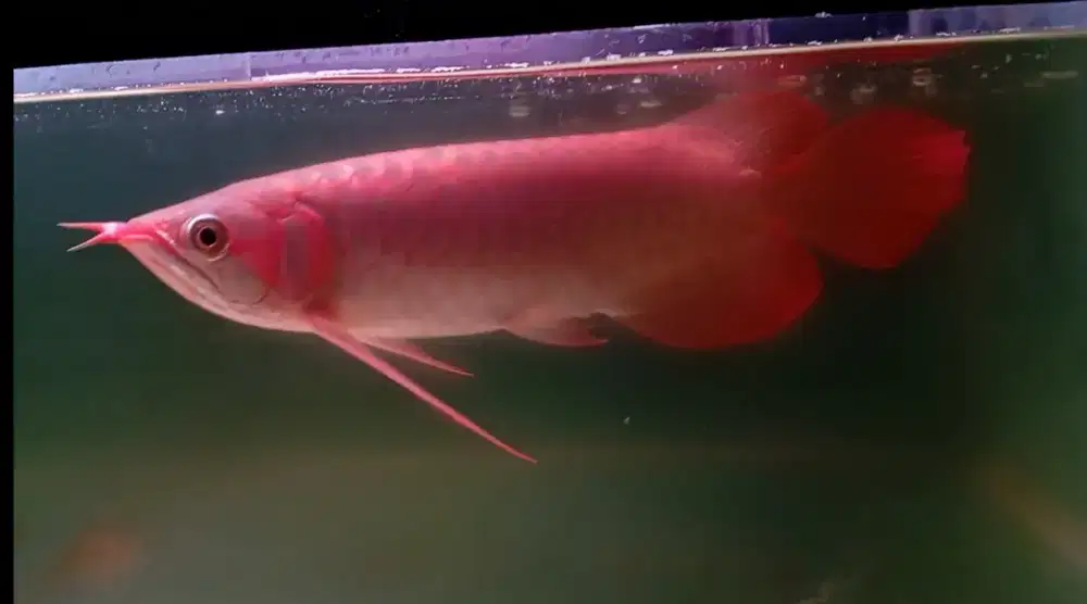 Arwana super red 33cm