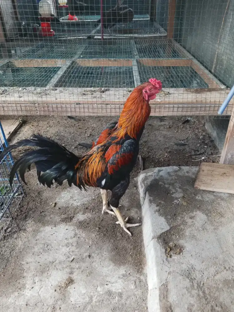 Ayam Jago, brontokusuman jogja