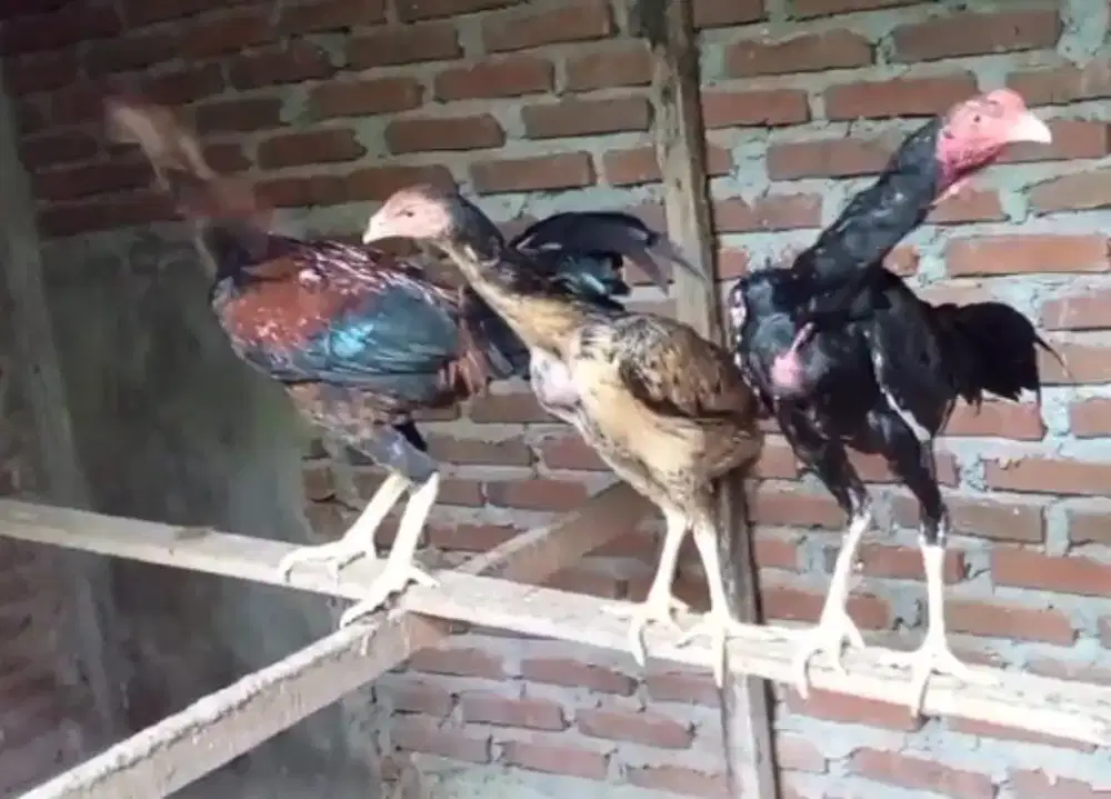 ayam semi lidi dijual per ekor