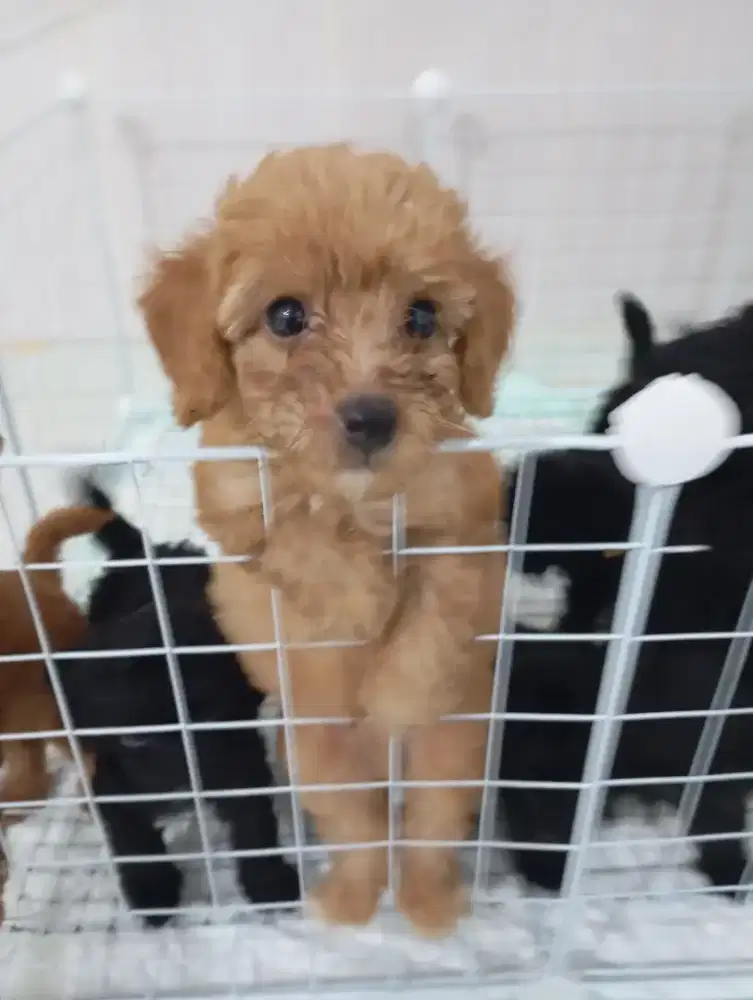 Dijual anjing poodle.