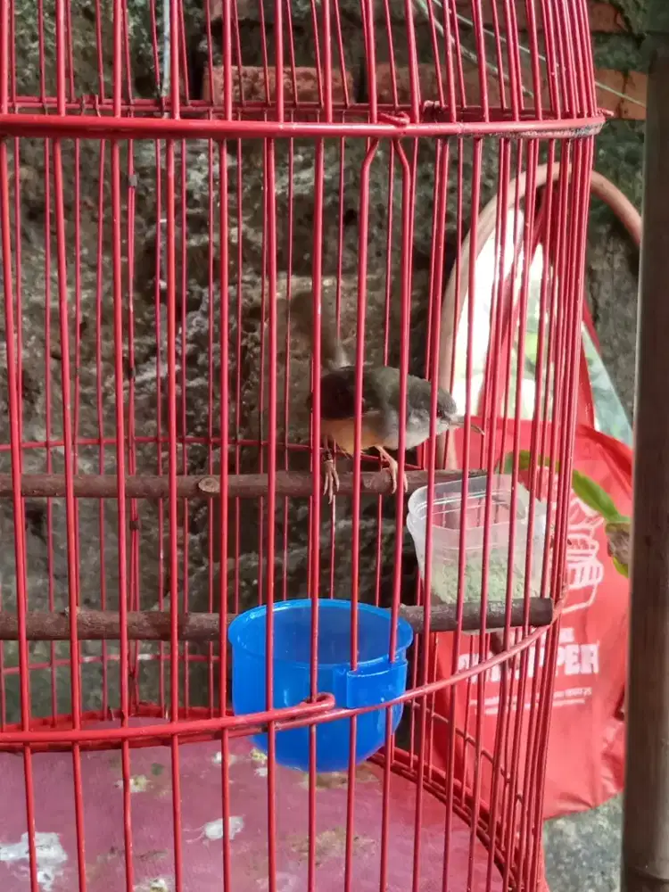 Cisem paud ring peternak