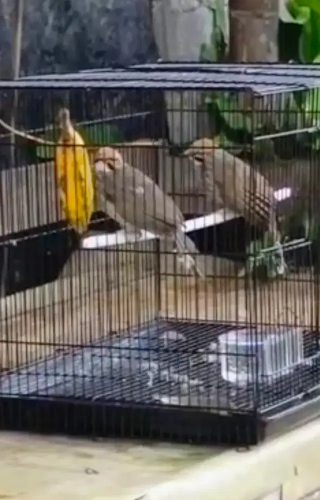 Cucak rawa sepasang produksi blorok