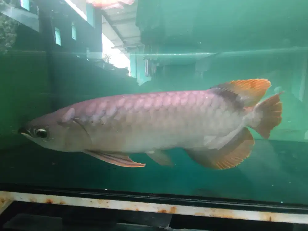 Awarna Banjar Red -+ 45cm