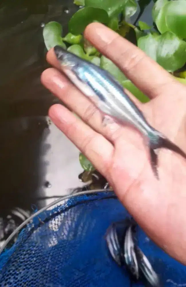 bbit ikan patin ukuran 6-10 cm