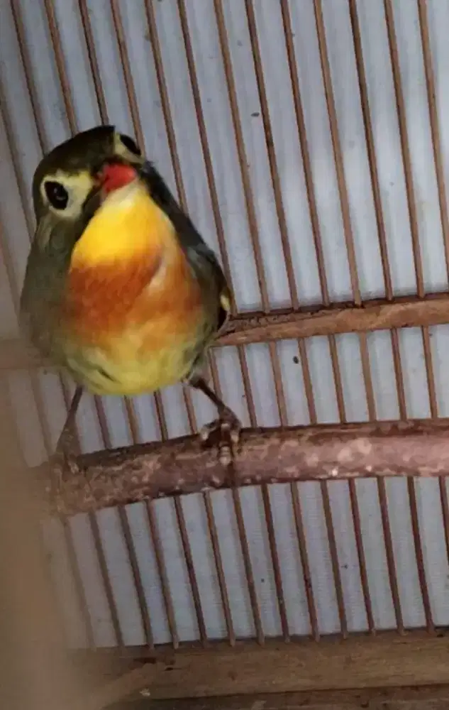 Robin bahan sudah banyak yg bunyi