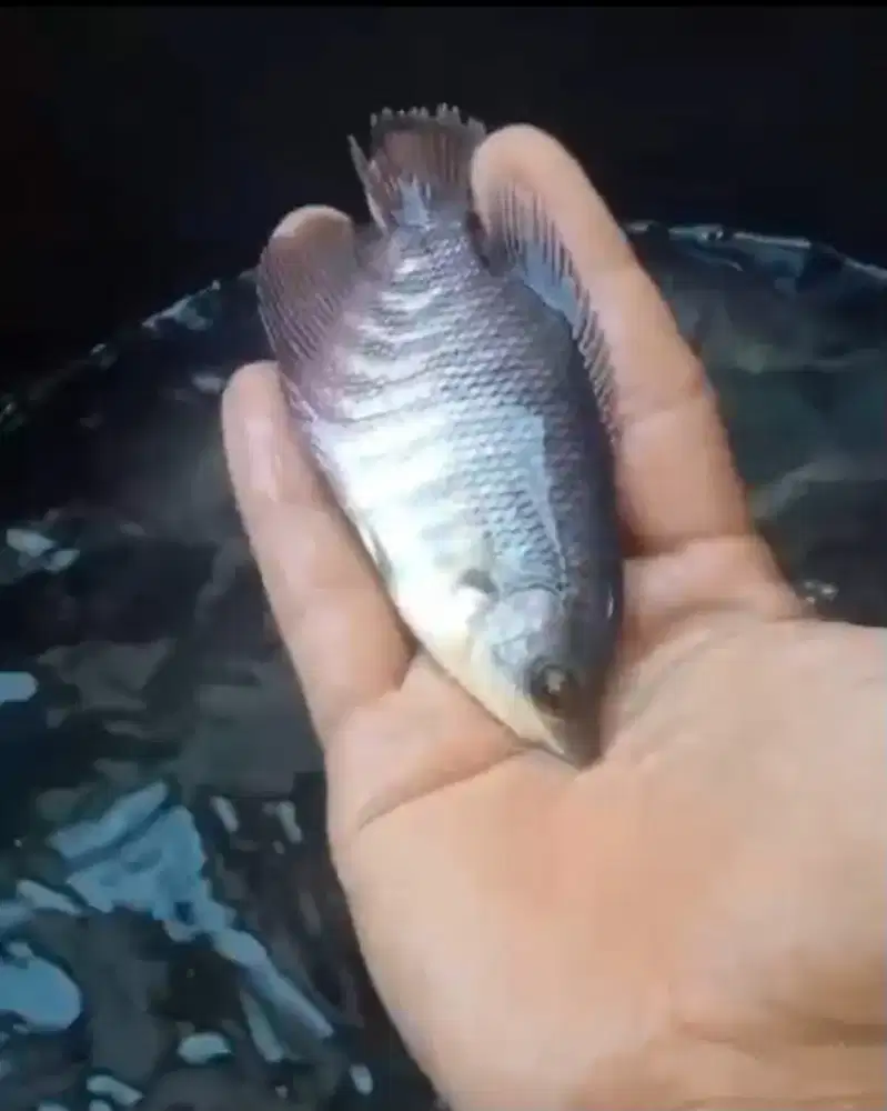 bibit ikan gurame