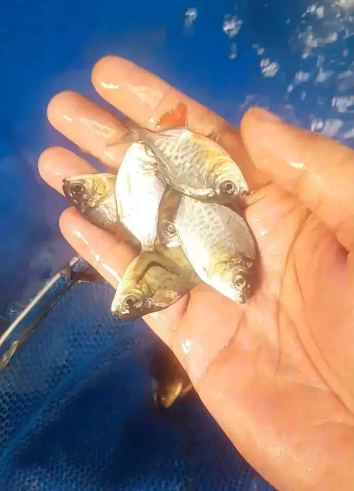 bibit ikan bawal
