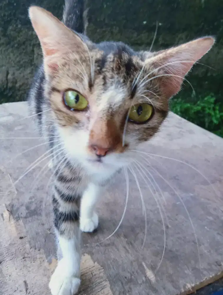 Lepas Adopsi Kitten Mix Dom