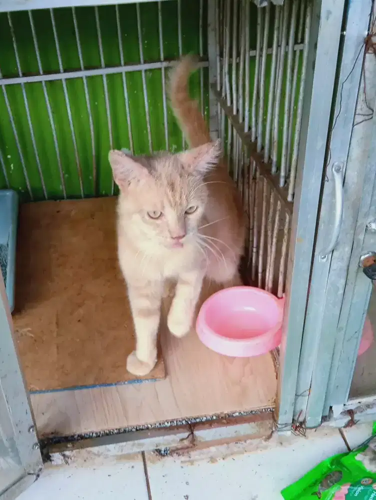 Lepas Adopsi Persia Short Hair