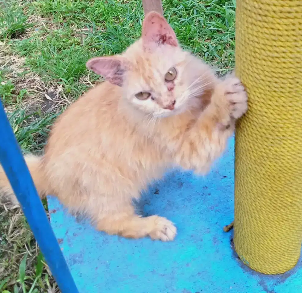 Lepas Adopsi Persia Long Hair