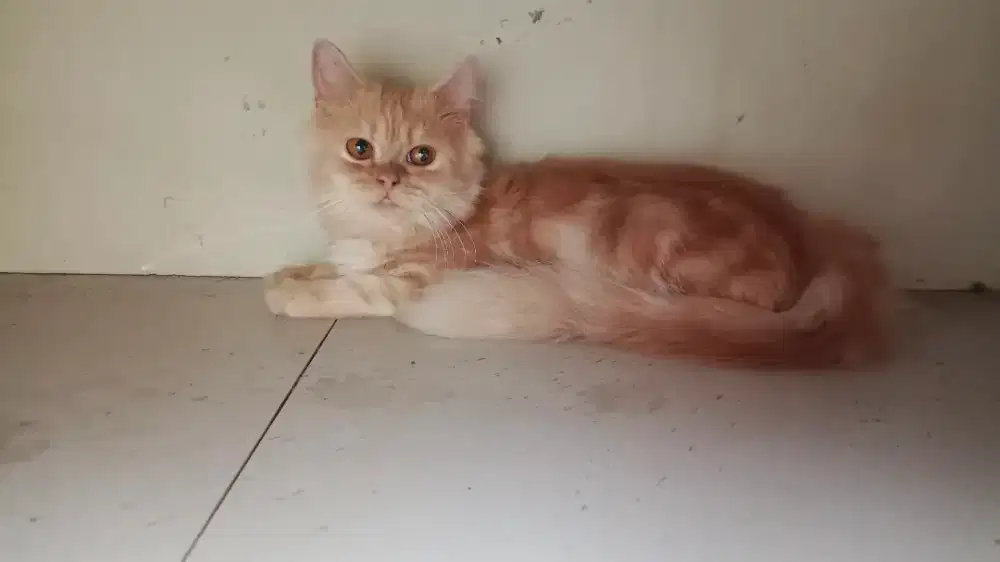 Kucing persia medium